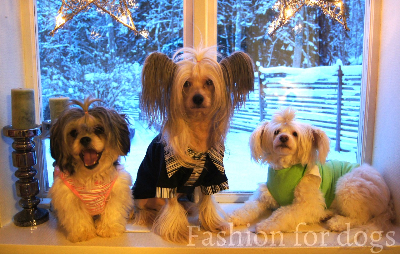 Fashionfordogs